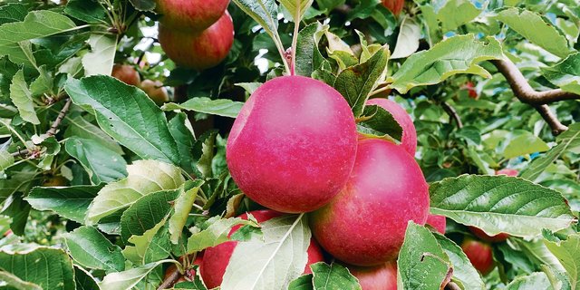 Die meisten Obstbauern würden bei Annahme der Trinkwasser-Initiative aus dem ÖLN aussteigen. Äpfel würden dann intensiver und weniger umweltfreundlich produziert. (Bild Josef Scherer)