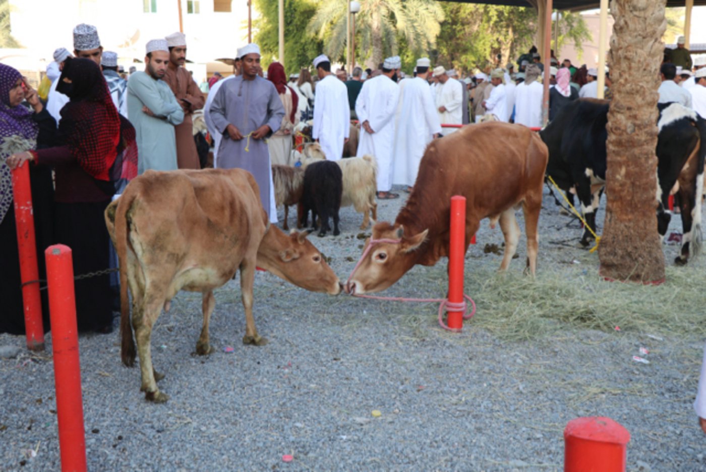 Kritisch werden die zum Verkauf stehenden Tiere am Markt beäugt.