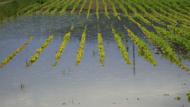 Im Norden der Provinz Almeria sind in den letzten 24 Stunden 156,8 Liter Regen pro m² gefallen wie die Regierung berichtet. (Symbolbild landwirtschaft.ch / Christa Felder)