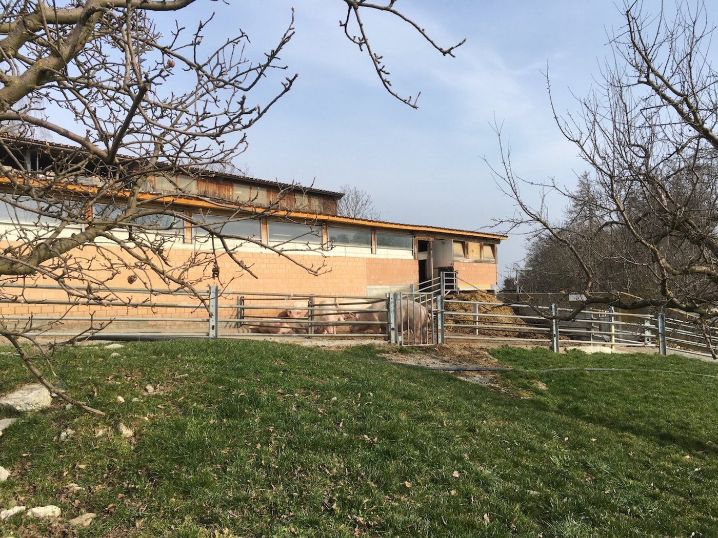 Die knapp 100 Muttersauen sind neben der Produktion von Pflanzkartoffeln der Hauptbetriebszweig des Staub Hof. (Bild jsc)