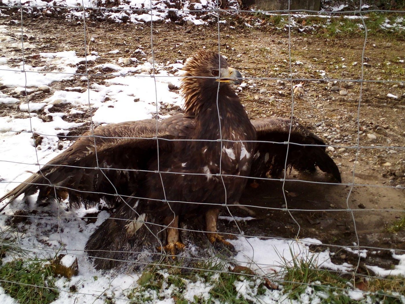 Nicht ohne: Ein Bergwildtier im Hühnergehege der Zuberbühlers. (Bild Edi Zuberbühler)