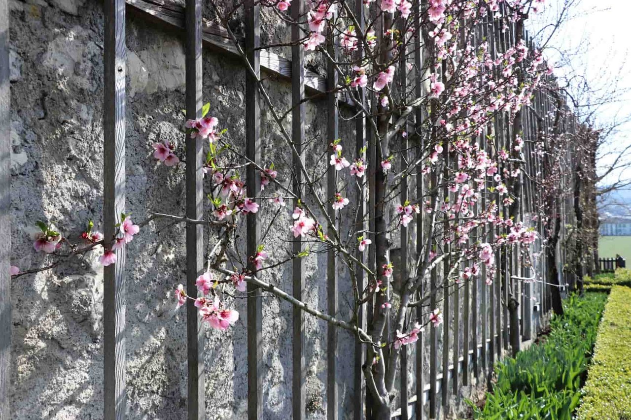 Die Mandelbäume an der sonnengewärmten Schlossmauer sind voll aufgeblüht. (Bild Ruth Aerni)