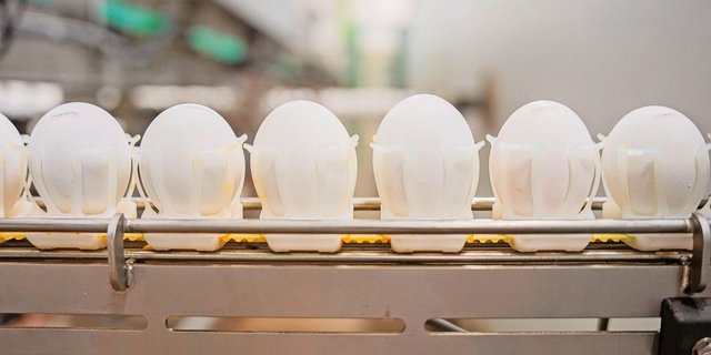 In den beiden Brütereien Prodavi und Animalco durchlaufen mittlerweile alle Bruteier den Prozess der Geschlechtsbestimmung.