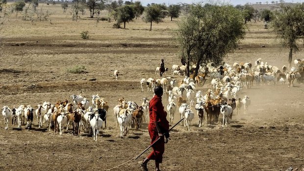 Bäuerinnen und Bauern produzieren in Afrika Lebensmittel, sind aber paradoxerweise besonders von Nahrungsmangel betroffen. (Bild pd)