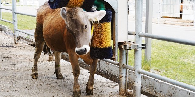 Die 28 Monate alte Lenta hat den Melkstand soeben verlassen und gönnt sich im Laufhof einige Wohlfühlmomente.(Bilder Christian Weber)