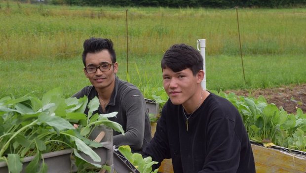 Bislang gab es im Aargau nur zwei junge Männer, die sich für die Integrationsvorlehre im Berufsfeld Landwirtschaft entschieden haben. Im ersten Jahrgang hätte es 20 potenzielle Lehrmeister(innen) gegeben. (Bild Bauernverband Aargau)