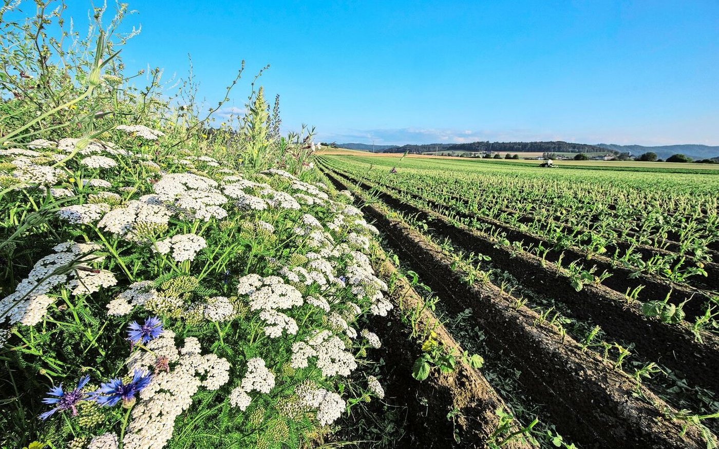 Biodiversität im Vordergrund, dahinter Ackerbau und Technik – Landwirtschaft zwischen Ökologie, Produktion und Mechanisierung.