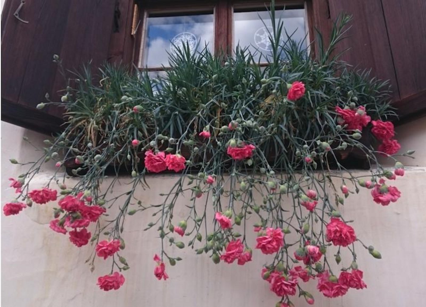 Die echte, alte Engadiner-Nelke soll wieder vermehrt in den Blumenkisten vor den Fenstern anzutreffen sein. Sie blüht in Rosa, ist jedoch nicht so kompakt wie andere Nelken. (Bild Martina Fontana)
