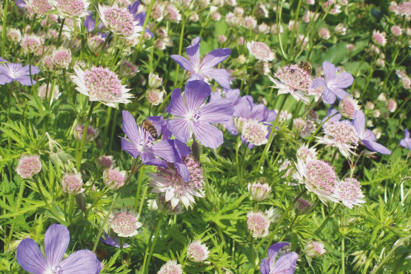 Sterndolden kombiniert mit Storchenschnabel. (Foto: Gartenwerke)