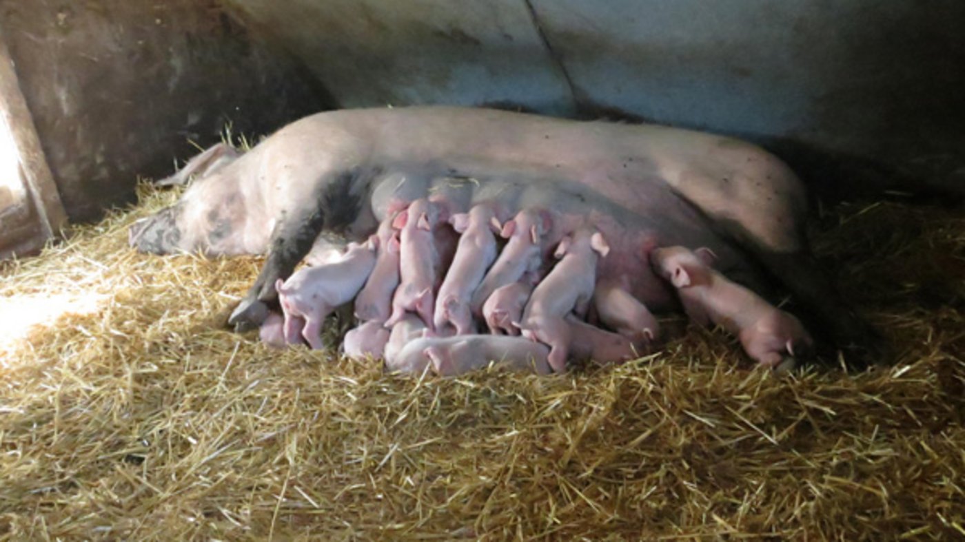 Säugende Muttersau in einer der Hütten in Witzwil. (Bild zVg)