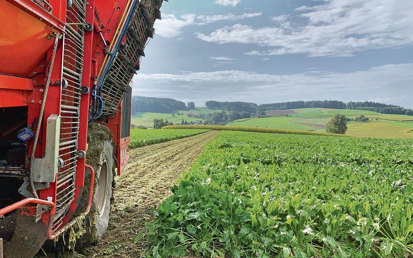 Trotz schwachem Zuwachs sind die Rüben im Boden am besten vor Lagerungsverlusten geschützt.    