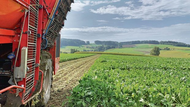 Trotz schwachem Zuwa Trotz schwachem Zuwachs sind die Rüben im Boden am besten vor Lagerungsverlusten geschützt.