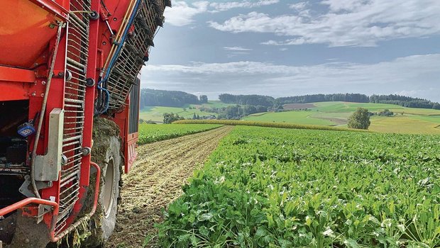 Trotz schwachem Zuwachs sind die Rüben im Boden am besten vor Lagerungsverlusten geschützt. 