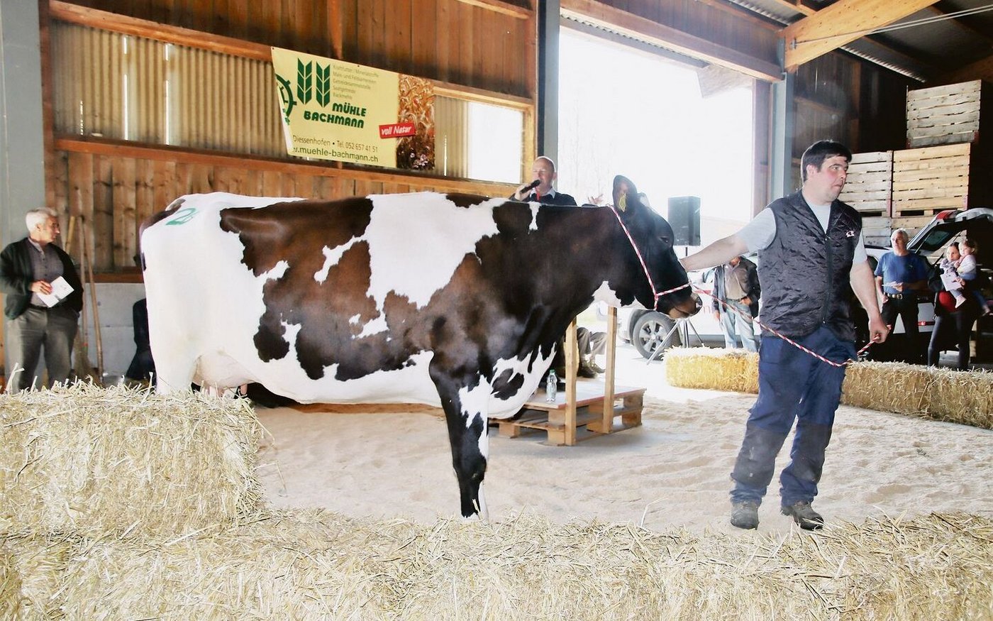 Die erste im Ring verkaufte Kuh Bianca löste 4350 Franken.