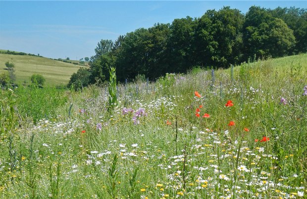 Pro Natura lanciert Beratungsprojekt für mehr Biodiversität in Pachtverträgen Biodiversitätsförderflächen wie Bundbrachen brauchen zwar Platz und Unterhalt, haben aber auch Vorteile wie stabilere Nützlingspopulationen. (Bild Agrofutura)