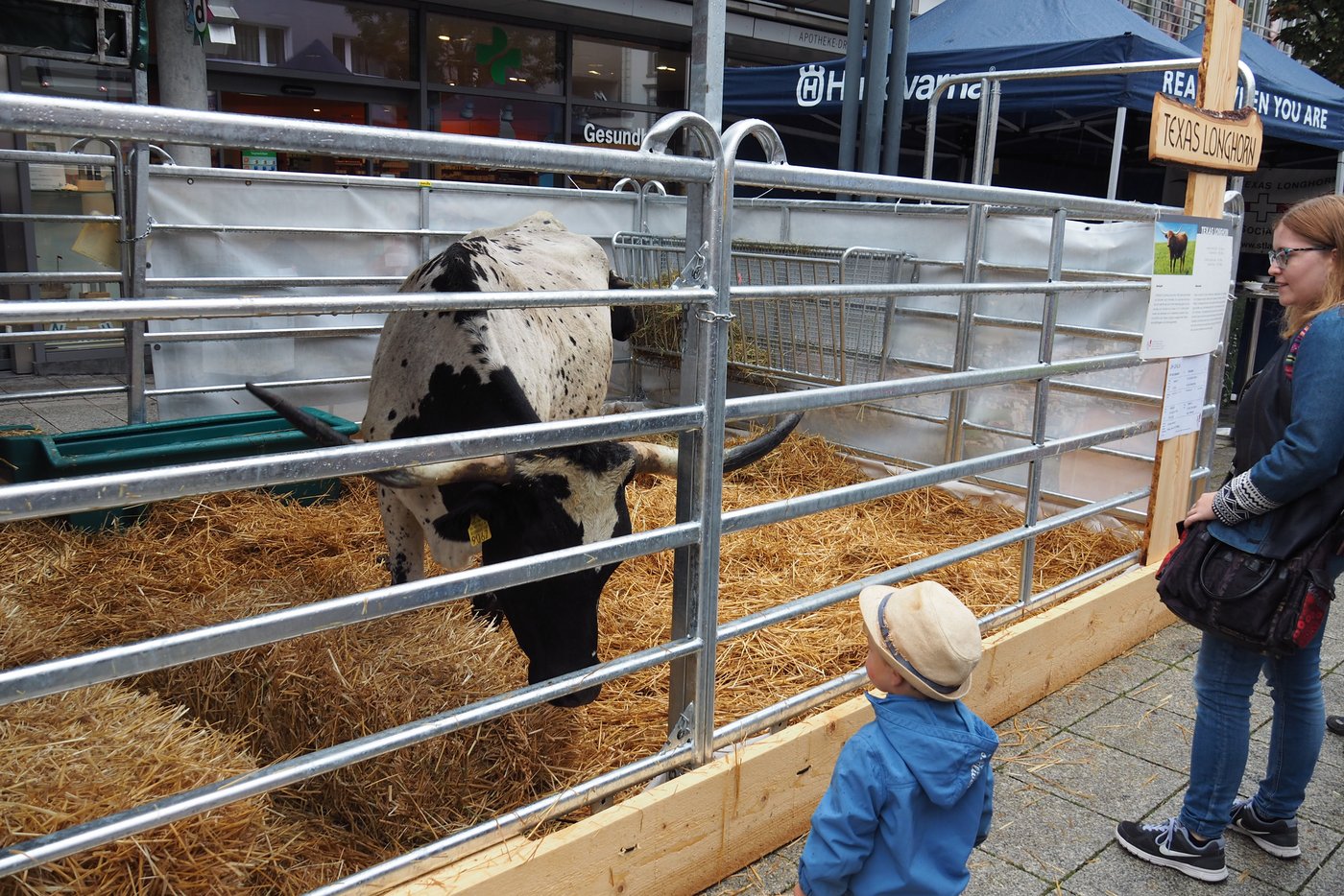 Die Rasse Texas Longhorn hat ihren Namen nicht vergebens.
