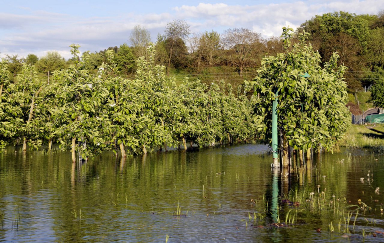 2015 wurde die Hochwassergrenze zum dritten Mal innert 10 Jahren überschritten. Im Bild eine überschwemmte Apfelanlage am Bielersee.