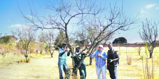 Hanspeter Limacher wird Ende Dezember 80 Jahre alt. Doch sein Auge für gepflegte Bäume hat er behalten. Äusserst passioniert unterrichtet er die madagassischen Kursteilnehmer. (Bilder zVg)