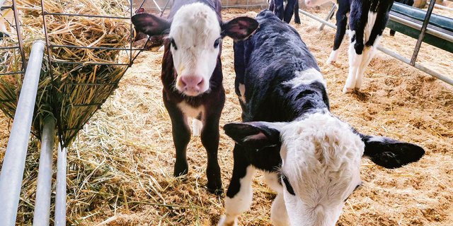 Die neugeborenen Hereford-Friesian-Kälber in dieser Grösse gelten 300 bis 400 australische Dollar, was 210 bis 280 Schweizer Franken entspricht. (Bild Josy Lang)