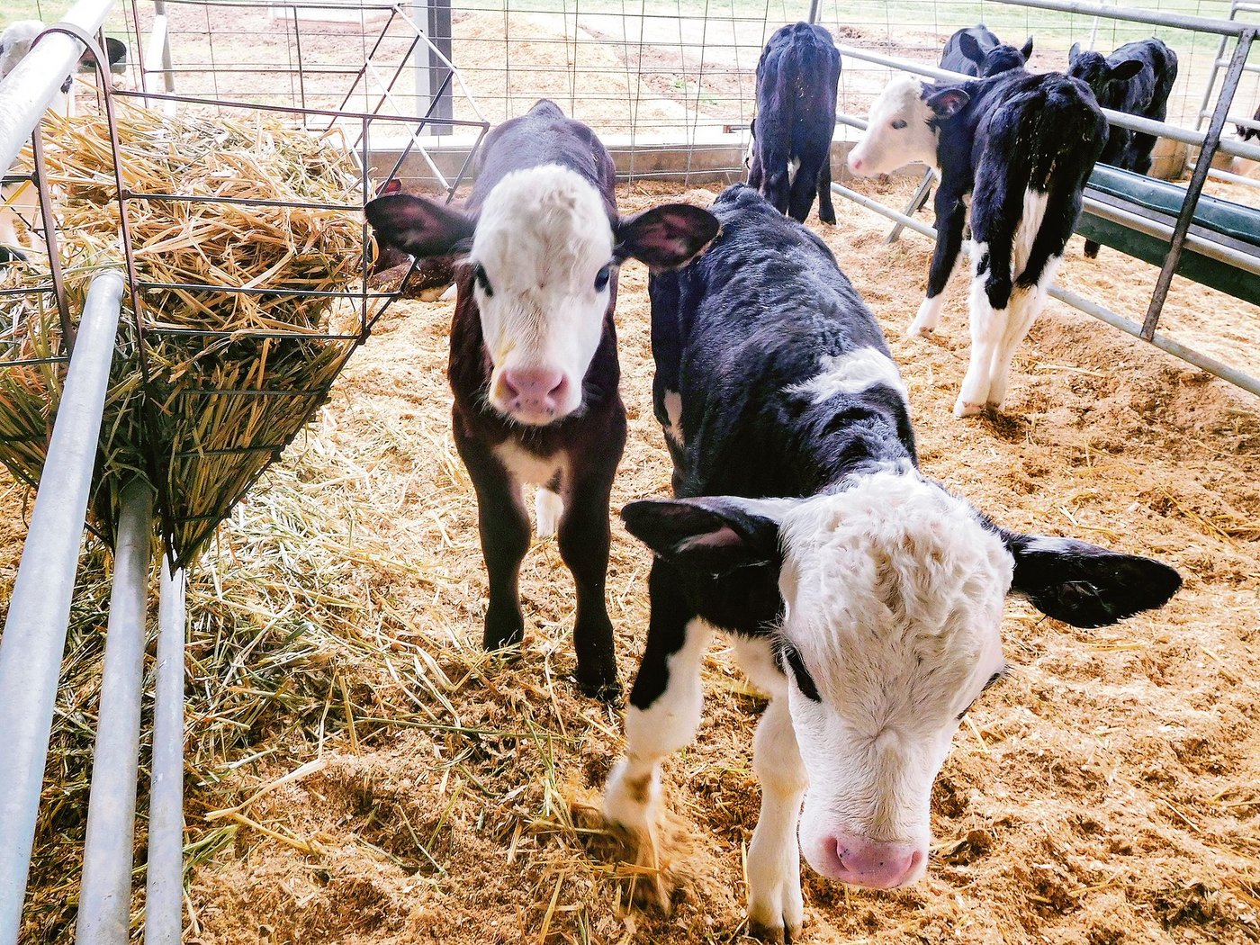 Die neugeborenen Hereford-Friesian-Kälber in dieser Grösse gelten 300 bis 400 australische Dollar, was 210 bis 280 Schweizer Franken entspricht. (Bild Josy Lang)
