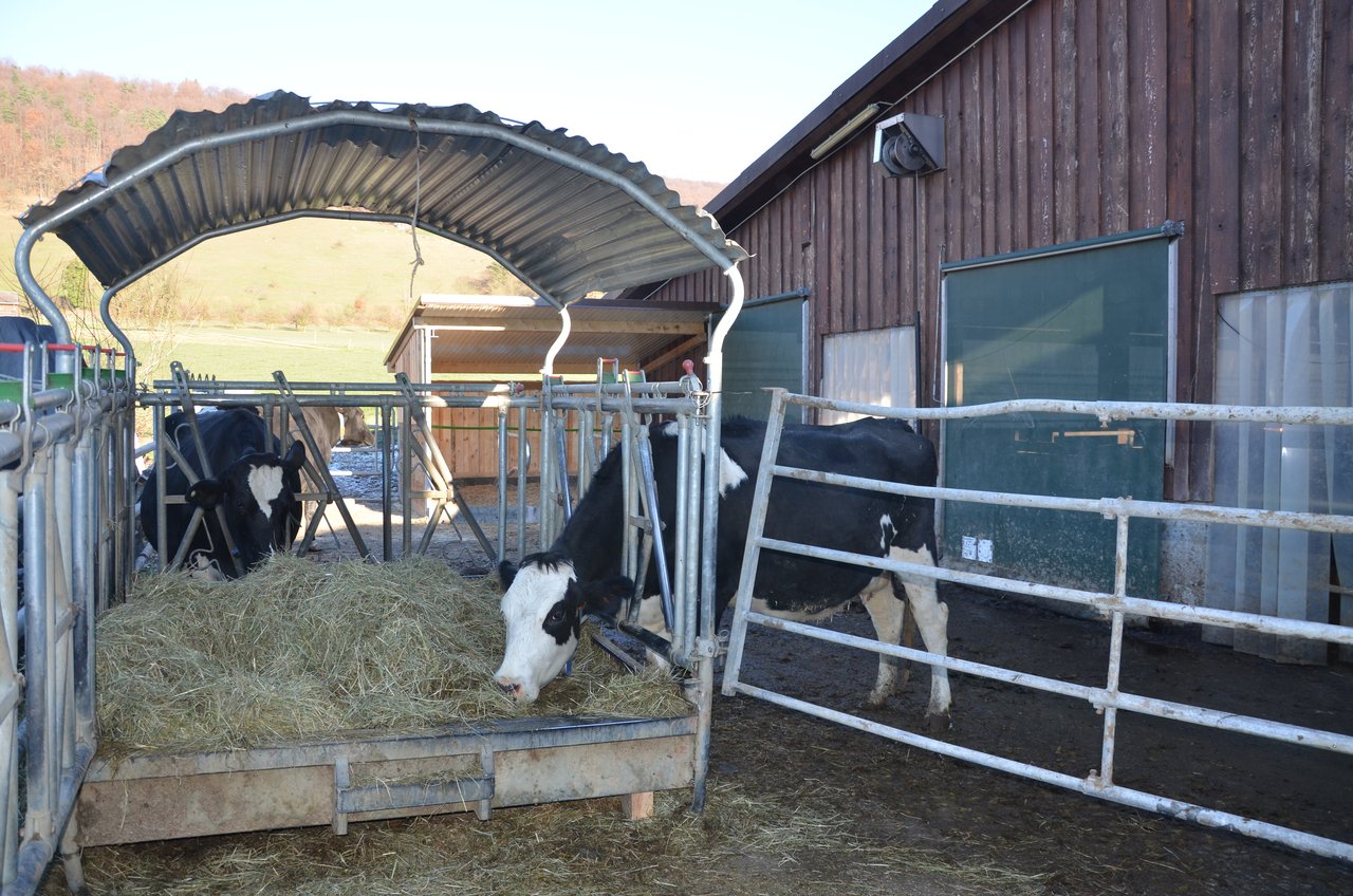 <p class="Bildlegende_Bildlegende_x05">Bernhard Fischer, Fütterungsberater bei der UFA, erklärt, dass die Galtviehration idealerweise dieselben Komponenten enthält wie die Ration der laktierenden Kühe (Bild Aline Küenzi).</p>