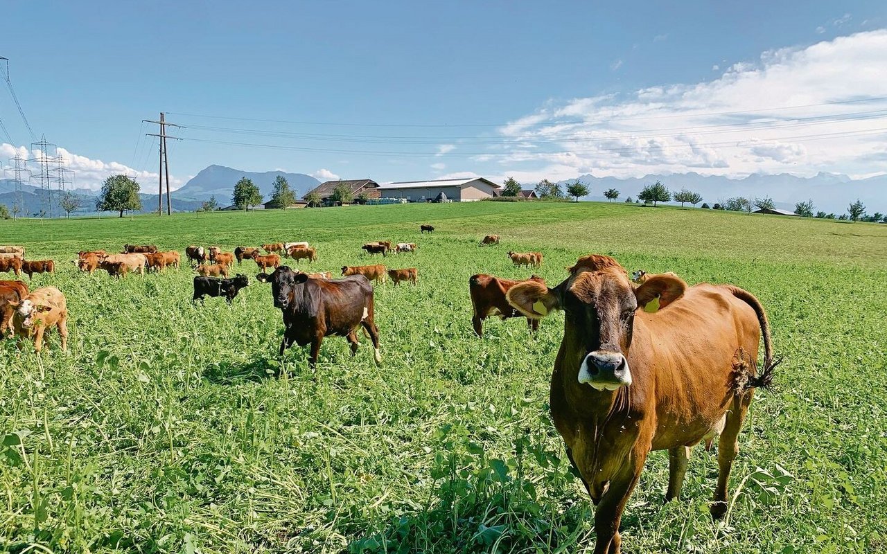 Günstige Mulcher: Mutterkühe und Weide-Beef fressen und trampeln die Gründüngung ein.