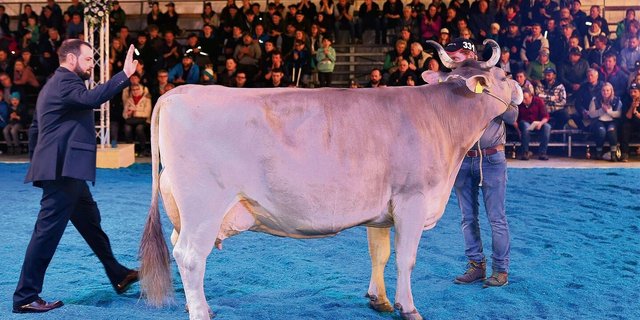 Eine der Kühe, die ihn als LBE-Chefexperte und Richter am meisten beeindruckten: Stefan Hodel kürt Original Braunviehkuh Orlando Odessa zur Miss Bruna OB 2022.