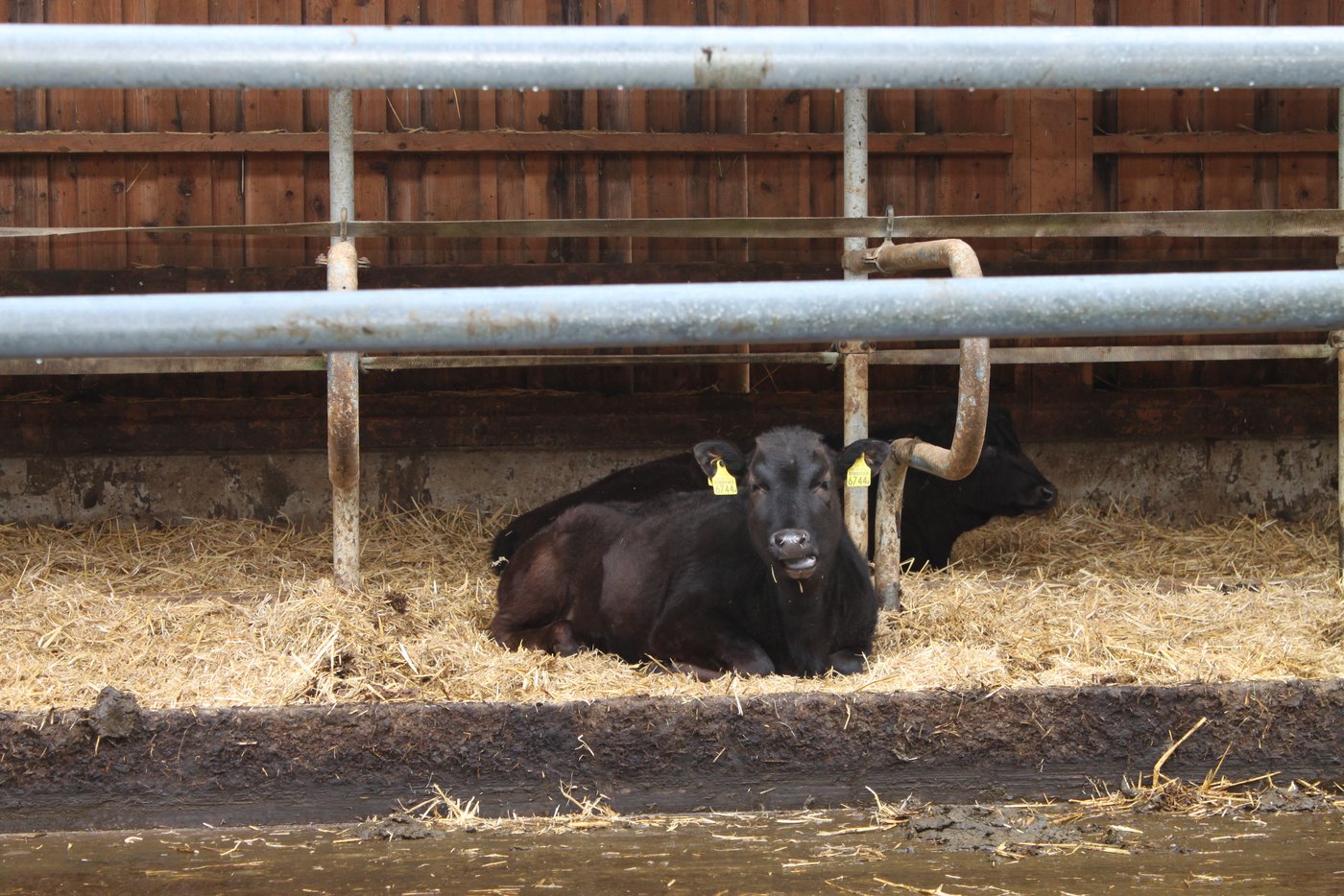 Die Wagyus sind umgänglich, aber eher scheu gegenüber Fremden.