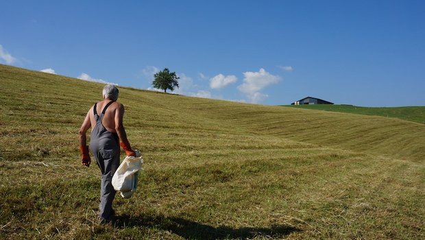 Christian Zwahlen, 69 Jahre alt, geht jeden Tag auf das Feld, um Mäuse zu fangen. (Bilder drt)