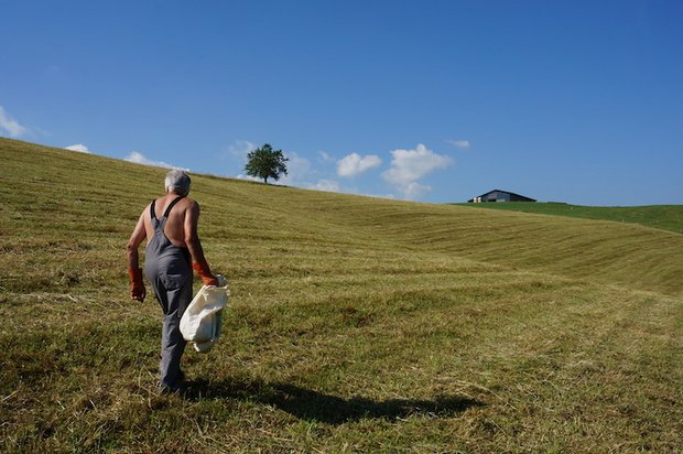 Christian Zwahlen, 69 Jahre alt, geht jeden Tag auf das Feld, um Mäuse zu fangen. (Bilder drt)