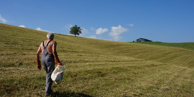 Christian Zwahlen, 69 Jahre alt, geht jeden Tag auf das Feld, um Mäuse zu fangen. (Bilder drt)