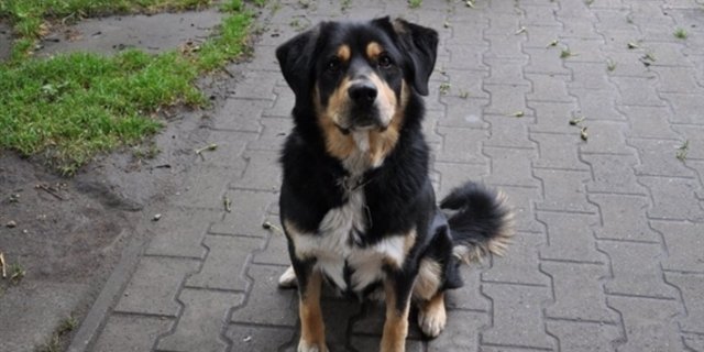 Jüngere Untersuchungen haben ergeben, dass Hunde über einige erstaunliche kognitive Fähigkeiten verfügen. (Bild jw)