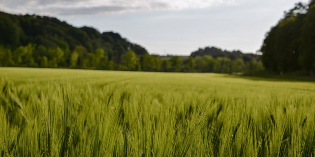 Für das Brauen von Bier kann Sommer- und Wintergerste verwendet werden. Bislang werden in der Schweiz aber nur kleine Mengen an Braugerste angebaut. (Bild Hansjürg Jäger)