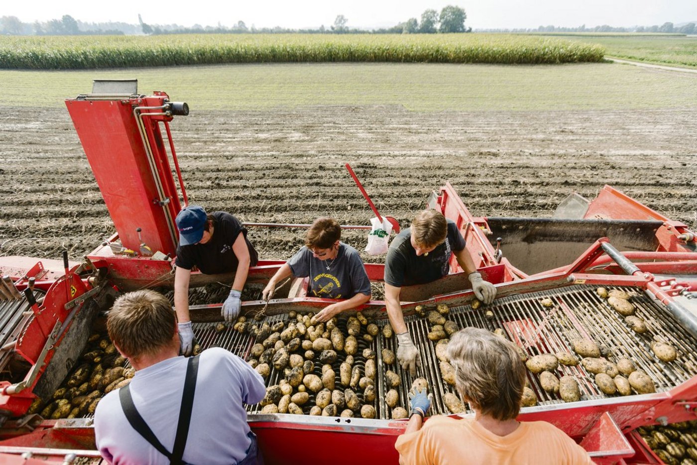 Die diesjährige Ernte ist bald abgeschlossen. Einzelne Posten zeigten einen Drahtwurmbefall. (Bild Keystone)