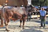 Die grossen und imposanten Stiere präsentierten sich auch ausserhalb der Markthalle Wattwil im besten Licht. Auf dem Bild Jakob Stricker aus Wattwil mit Stier Alex. (Bild Reto Betschart) 