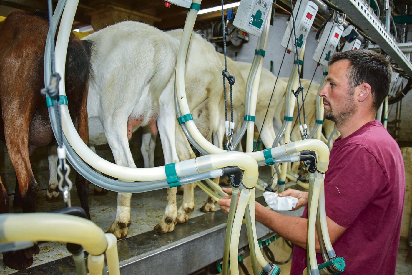 Urs Hofstetter aus Mont-Tramelan BE hält auf seinem Betrieb 128 Ziegen. Hier ist er gerade am Melken.(Bild Peter Fankhauser)