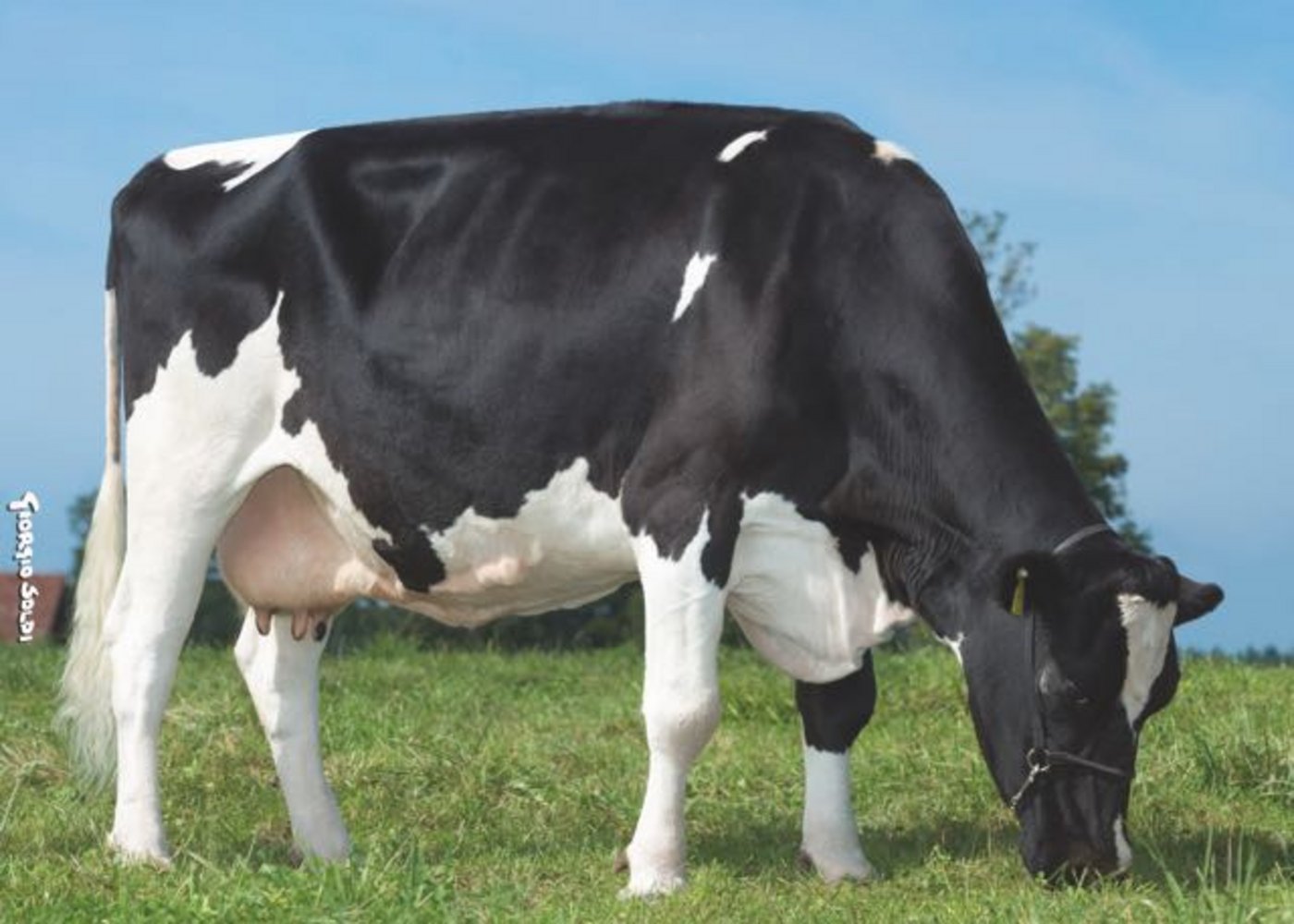 Canelle steht auf dem Betrieb von Edgar Favre in Le Crêt-près-Semsales. 