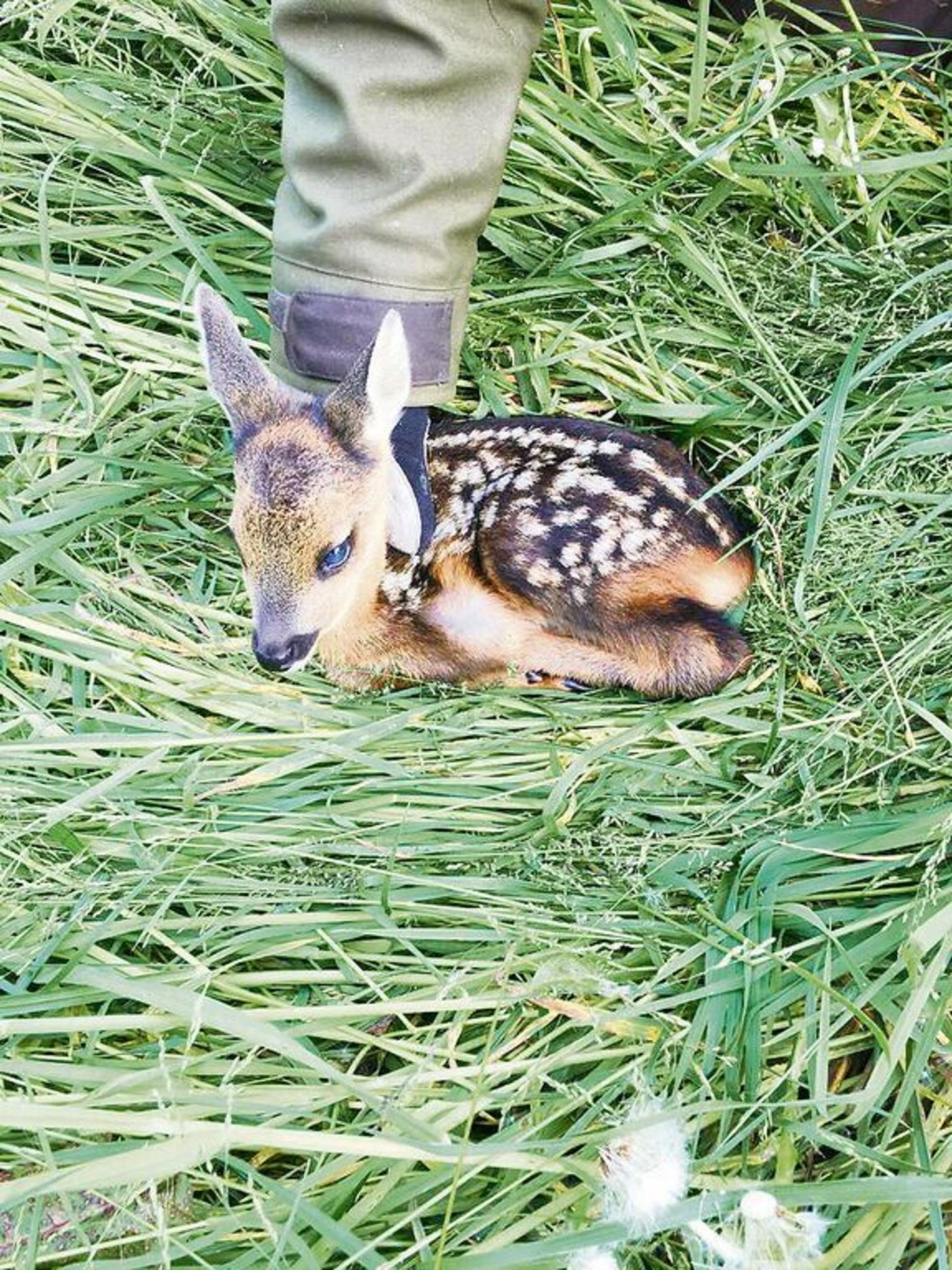 Dank der Drohne konnte ein Rehkitz im hohen Gras gefunden werden.  