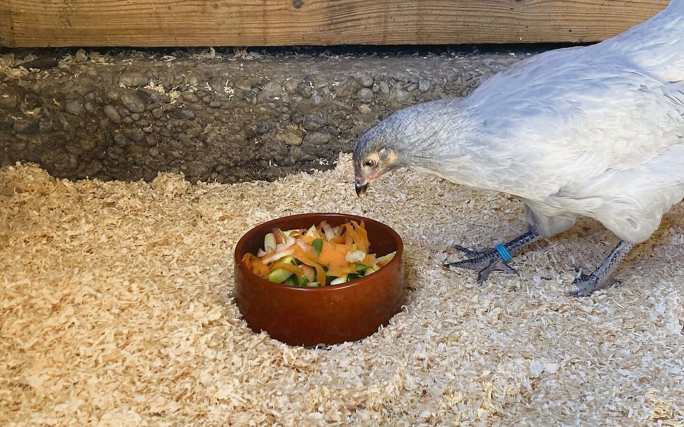 Gemüseabfälle sind für Hühner unbedenklich. Sie liefern zwar wenig Nährstoffe, sind aber eine gute Beschäftigungsmöglichkeit. 