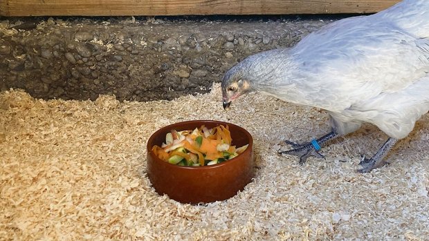 Gemüseabfälle sind für Hühner unbedenklich. Sie liefern zwar wenig Nährstoffe, sind aber eine gute Beschäftigungsmöglichkeit. 