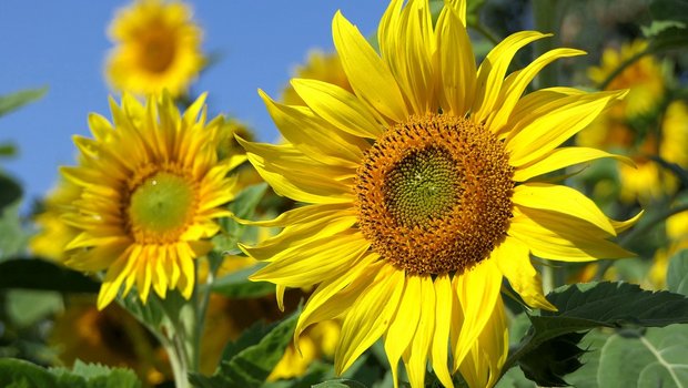 Die Idee für die Sonnenblumen-Aktion kam ursprünglich aus Luzern und wurde vom Schweizer Bauernverband aufgenommen. (Bild Pixabay)