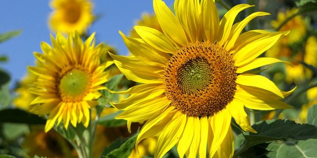 Die Idee für die Sonnenblumen-Aktion kam ursprünglich aus Luzern und wurde vom Schweizer Bauernverband aufgenommen. (Bild Pixabay)
