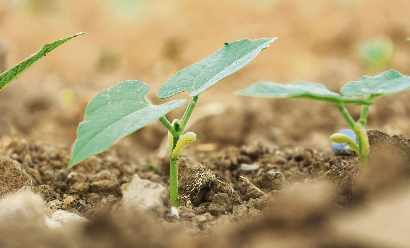 Mikroorganismen im Boden beeinflussen die Pflanzengesundheit. Sie gezielt einzusetzen, ist aber hoch komplex.  (Bild Ruth Aerni)