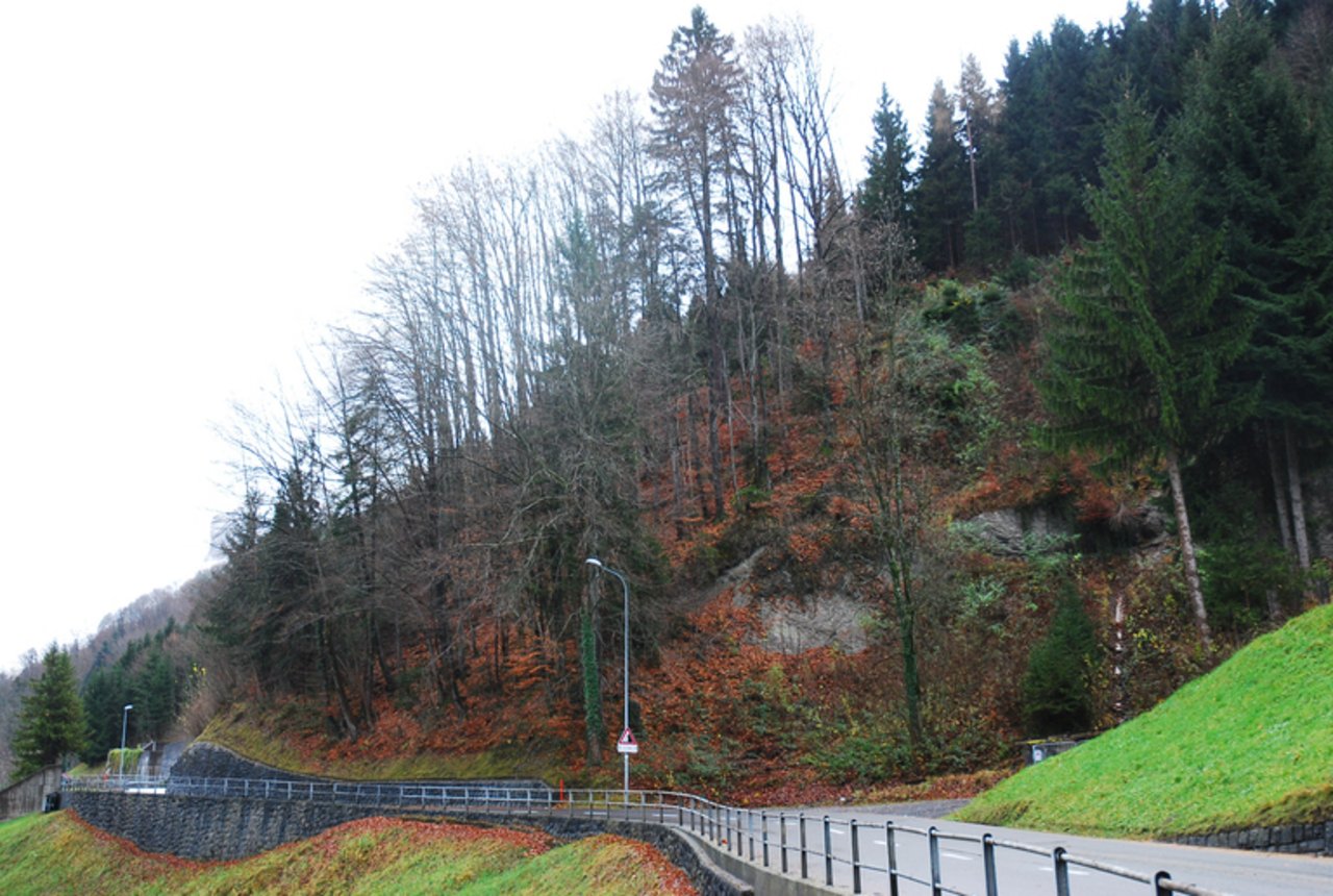 Schutzwald schützt Infrastrukturen - wie hier eine Strasse - vor Erdrutschen und Steinschlägen. (Bild Kanton Nidwalden)