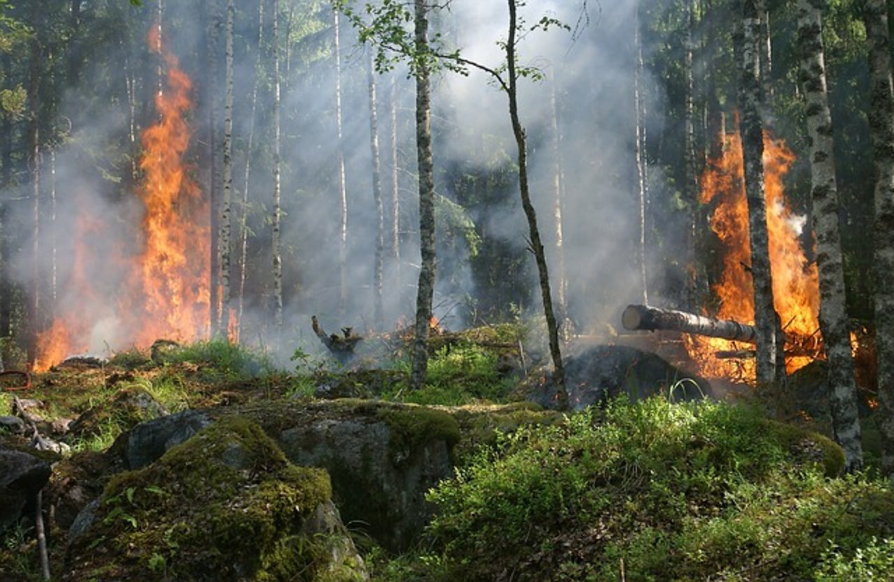 Die Gefahr für Waldbrände besteht nach wie vor, so einige Kantone (Bild Pixabay)