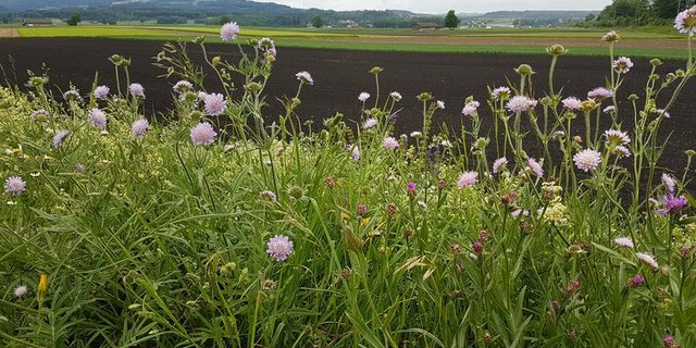 Tut ein EU-Landwirt künftig mehr für die Ökologie als vorgeschrieben ist, soll er zusätzliches Geld erhalten. (Bild lid) 