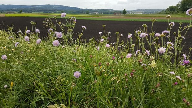 Tut ein EU-Landwirt künftig mehr für die Ökologie als vorgeschrieben ist, soll er zusätzliches Geld erhalten. (Bild lid) 