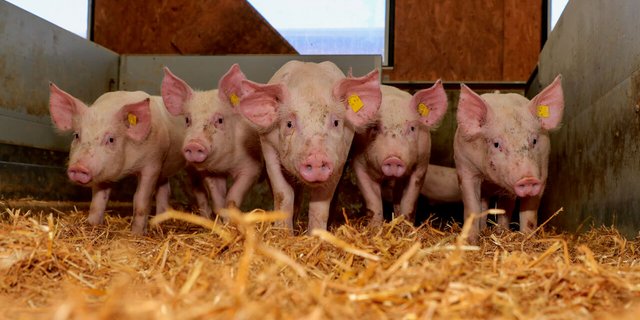 Schweine im Stroh in einem Schweizer Stall. Bild: Peter Röthlisberger