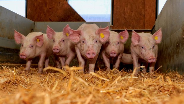 Schweine im Stroh in einem Schweizer Stall. Bild: Peter Röthlisberger