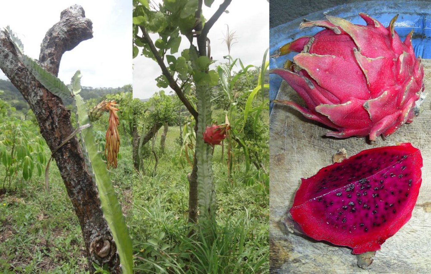... Pitahaya angepflanzt, eine Kaktusfrucht, die in diesem trockenen Klima eventuell eine Zukunft hat. 